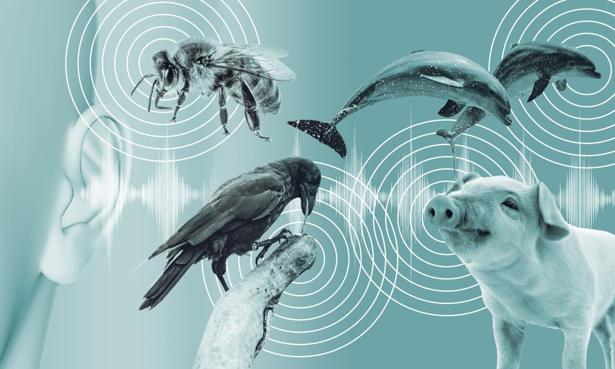 Animal Language Digitalization