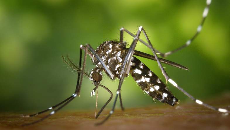 Malaria Elimination